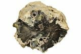 8.3" Jurassic Petrified Wood (Conifer) Limb - Utah - #199236-1